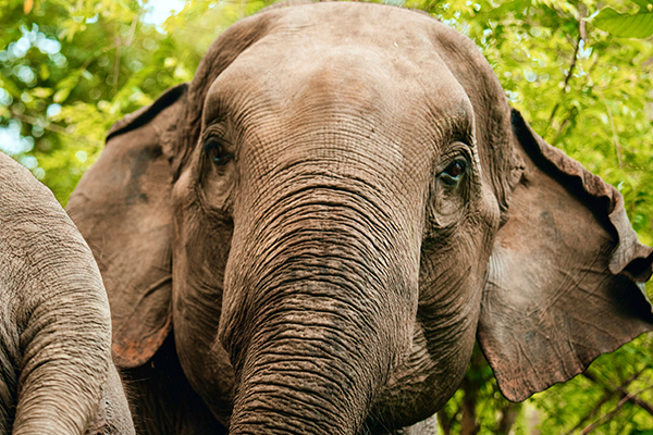 Close up of elephant in Chiang Mai, Thailand