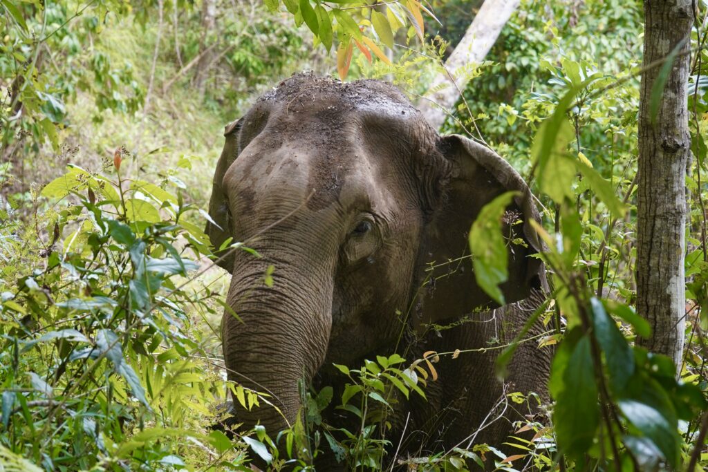 One Day Elephant Tour