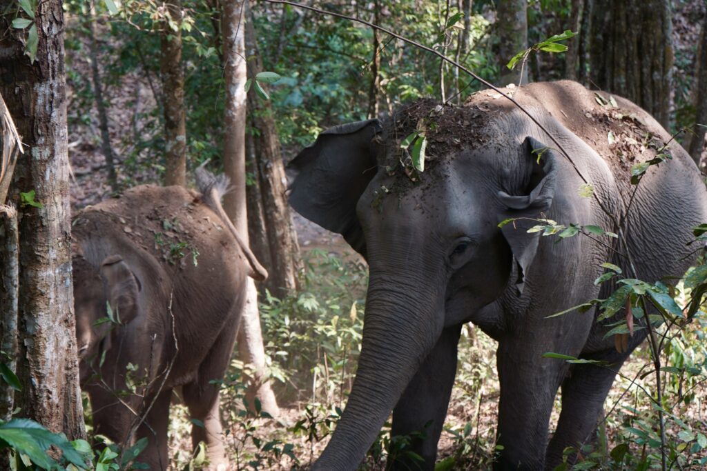 One Day Elephant Tour
