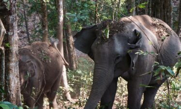 One Day Elephant Tour