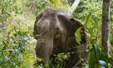 One Day Elephant Tour