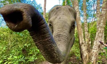 One Day Elephant Tour