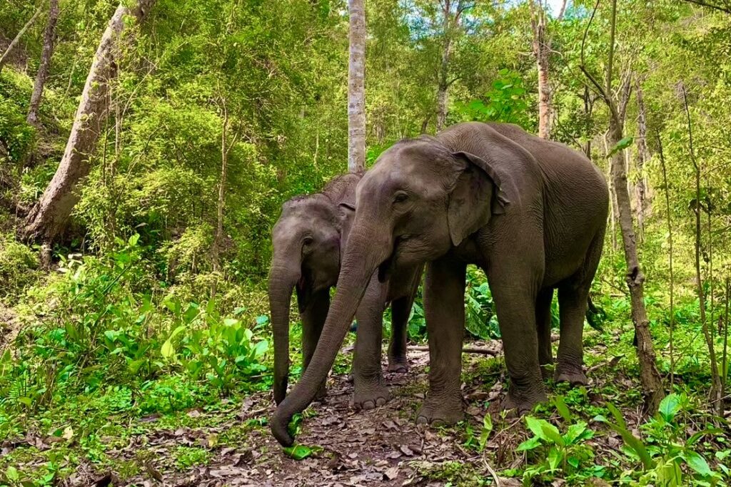 One Day Elephant Tour