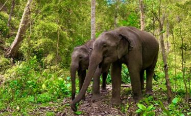 One Day Elephant Tour