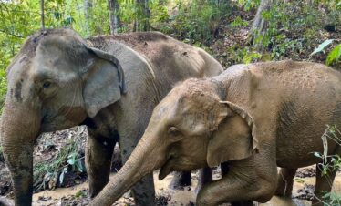 One Day Elephant Tour
