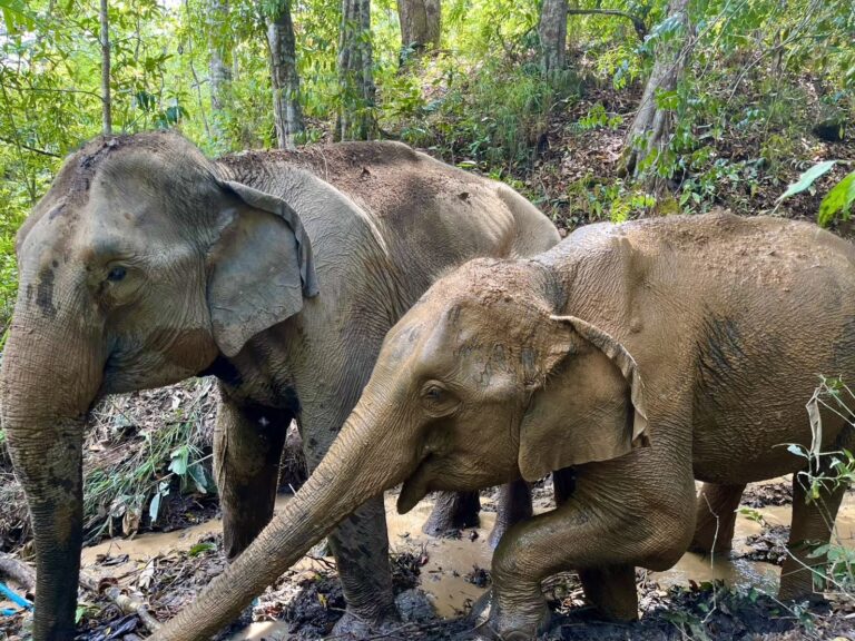 One Day Elephant Tour