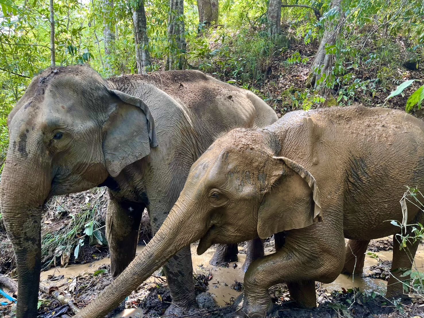 One Day Elephant Tour