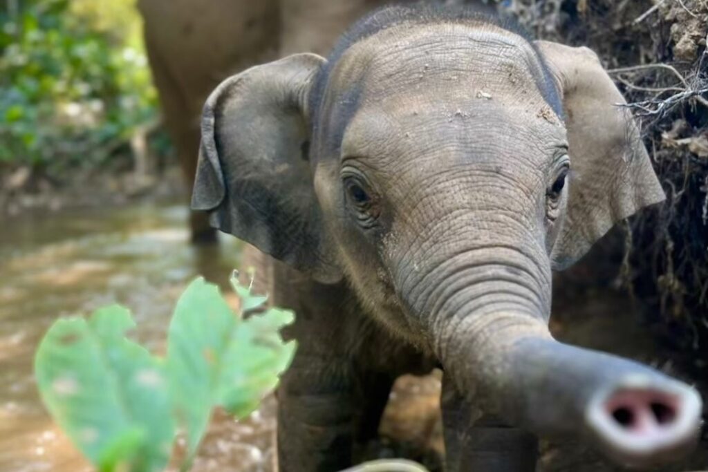 One Day Elephant Tour