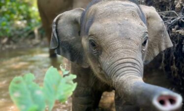 One Day Elephant Tour
