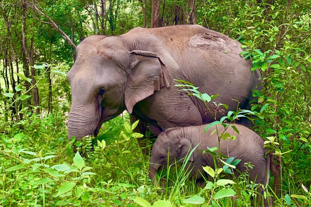 One Day Elephant Tour