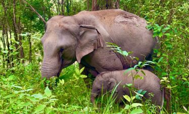 One Day Elephant Tour
