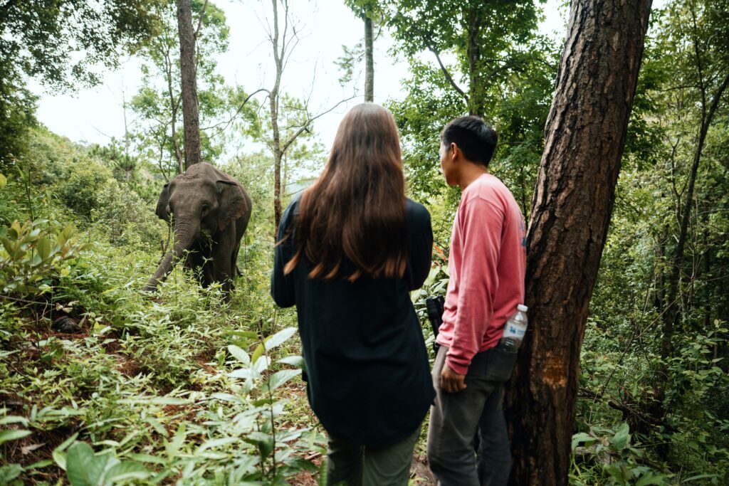 One Day Elephant Tour