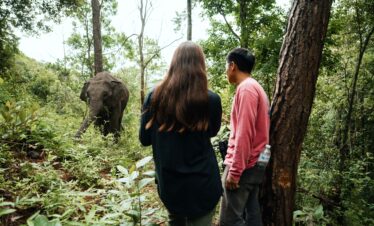 One Day Elephant Tour