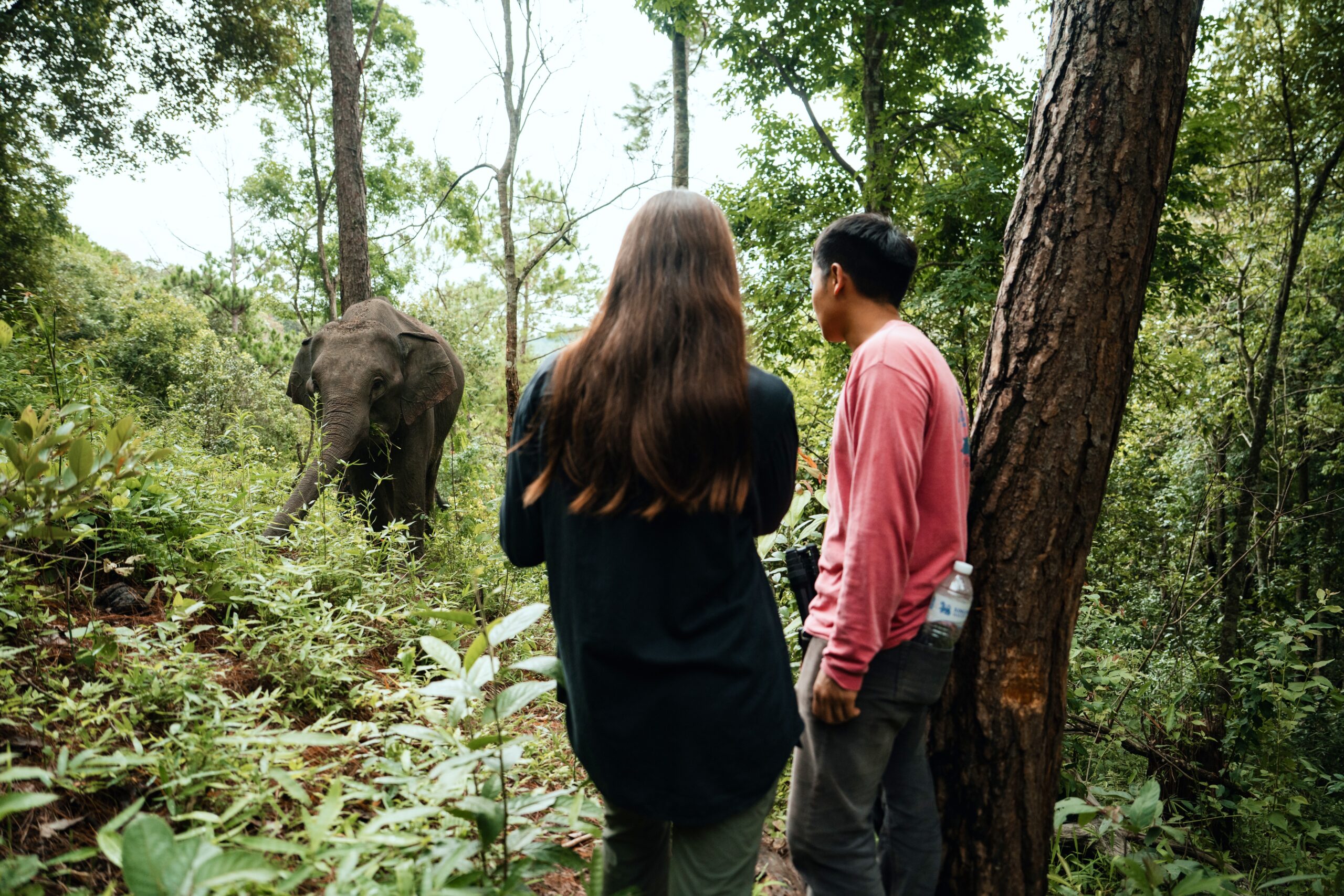 One Day Elephant Tour