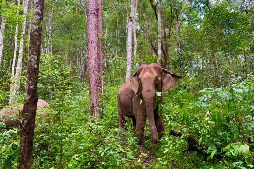One Day Elephant Tour