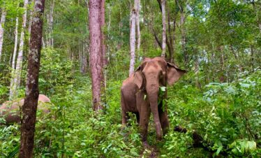 One Day Elephant Tour
