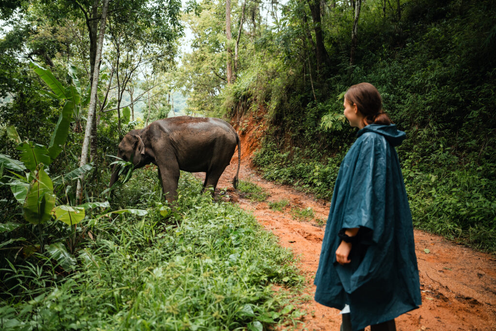 One Day Elephant Tour