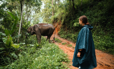 One Day Elephant Tour