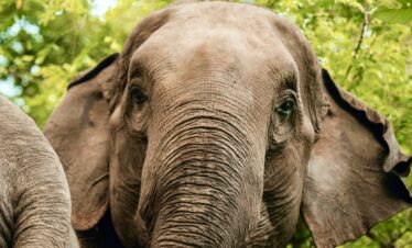 One Day Elephant Tour