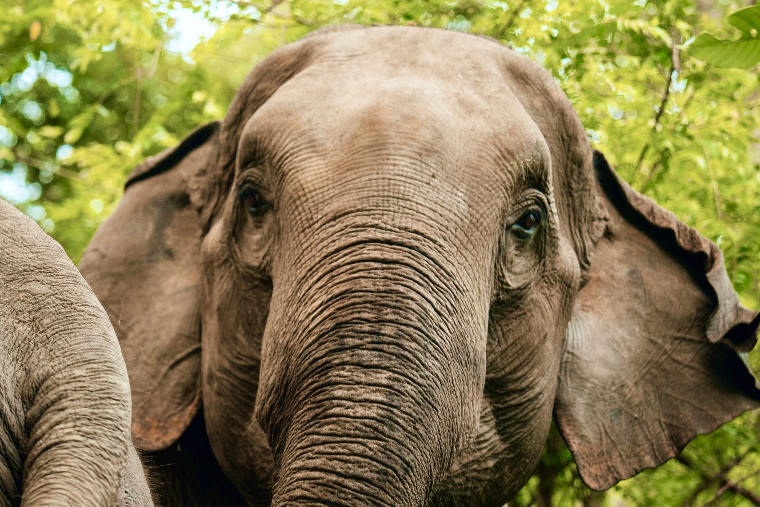 One Day Elephant Tour