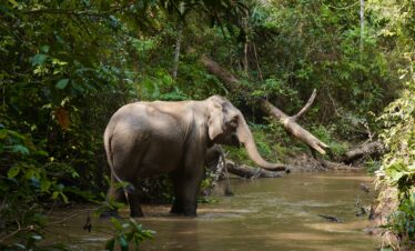 Elephant Eco Trails