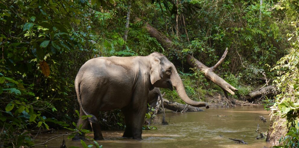 Elephant Eco Trails