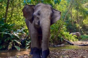 Gili the elephant at Elephant Eco Trails