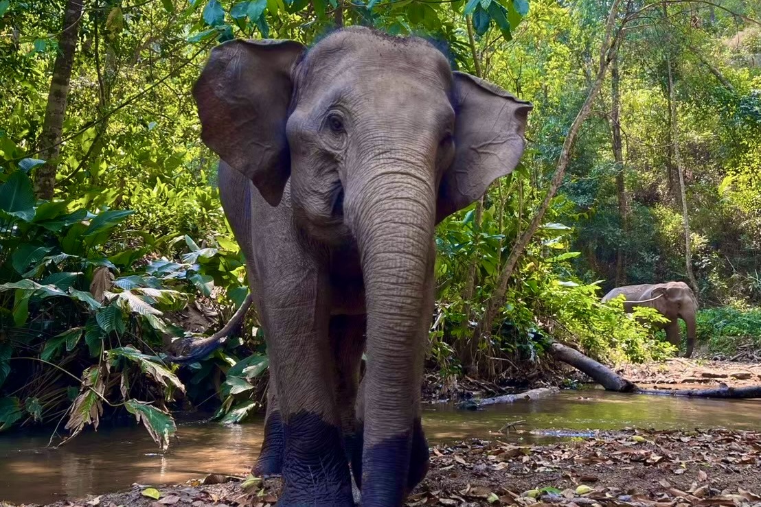 Gili the elephant at Elephant Eco Trails
