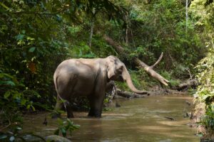 Mae Boon Jhan the elephant at Elephant Eco Trails