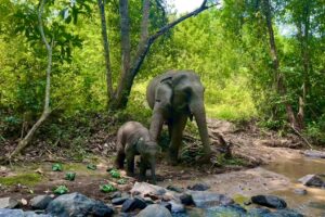 Mae Boon Sri the elephant at Elephant Eco Trails