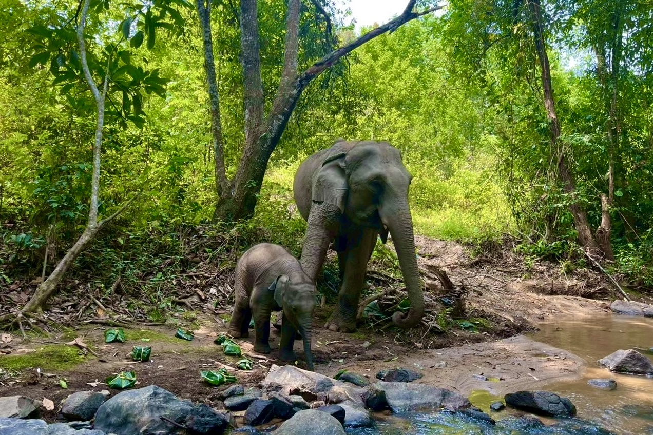 Mae Boon Sri the elephant at Elephant Eco Trails