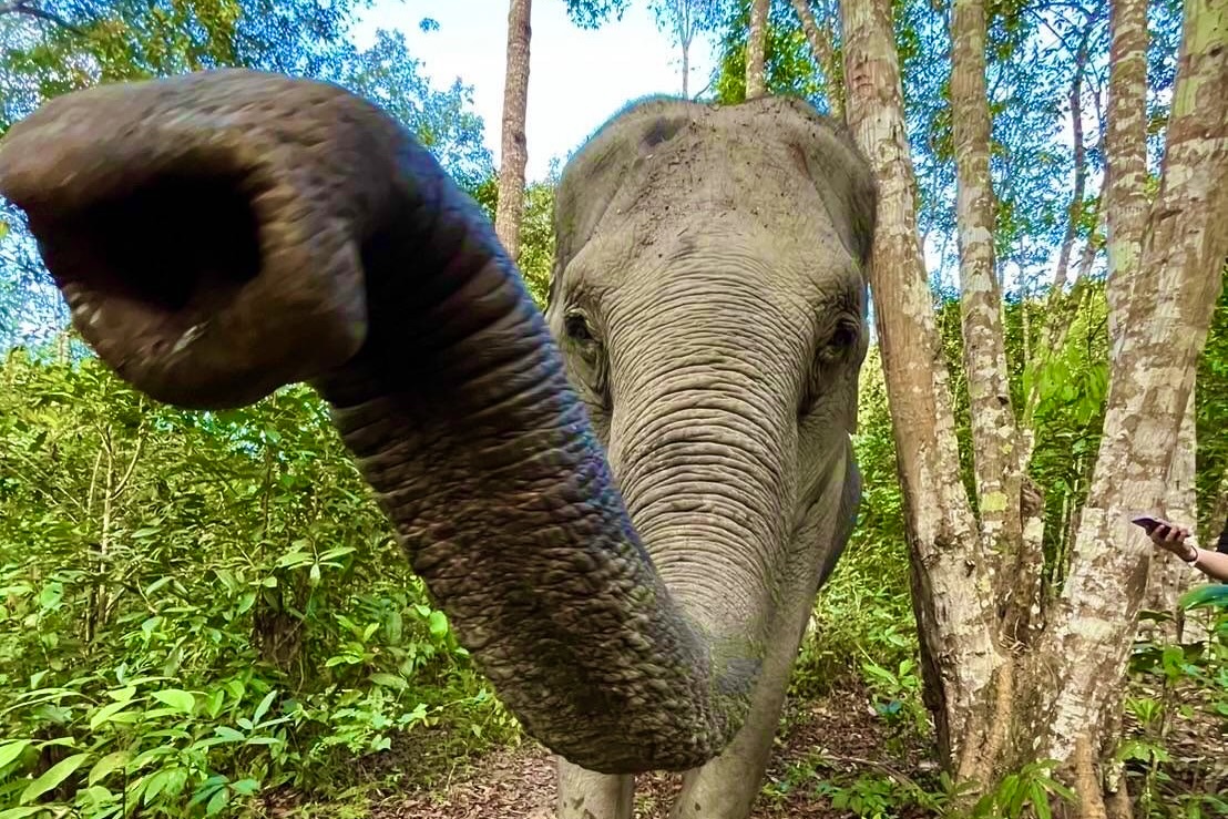 Mae Buay the elephant at Elephant Eco Trails