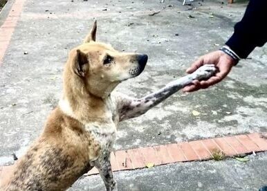 Hand To Paw