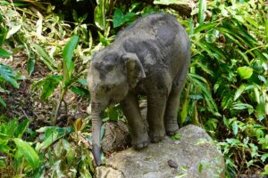 Luna the younges elephant at Elephant Eco Trails