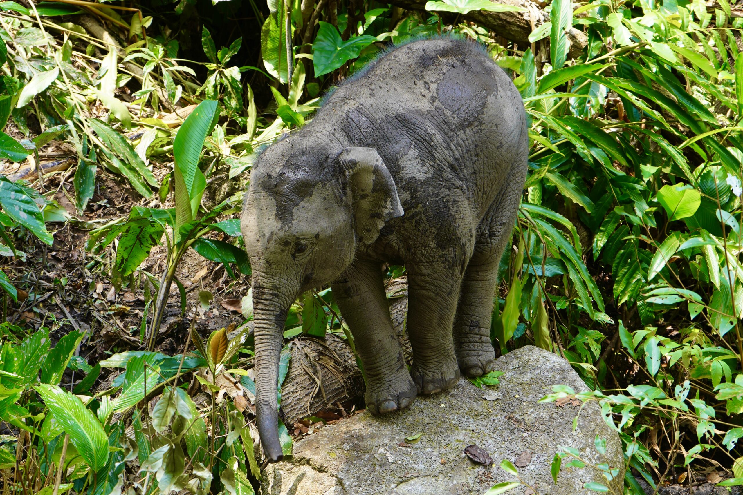 Luna the younges elephant at Elephant Eco Trails