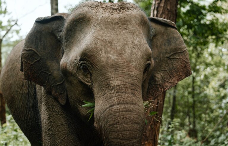 Elephant Eco Trails