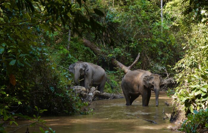 Elephant Eco Trails