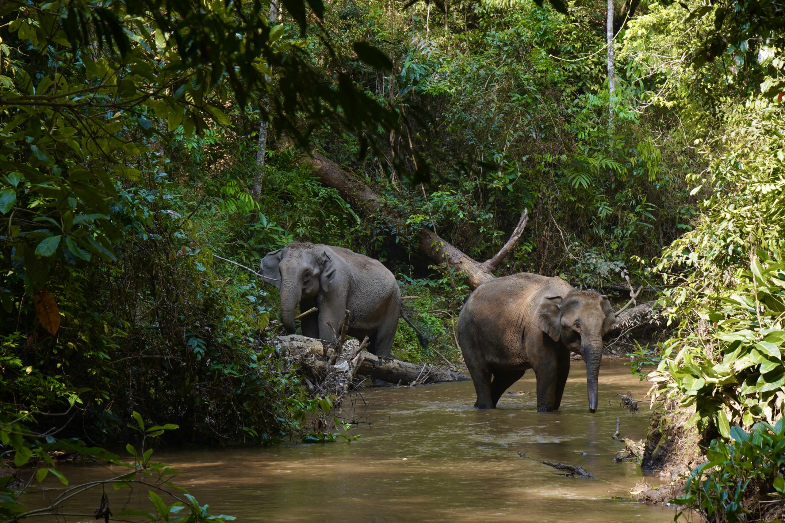 Elephant Eco Trails