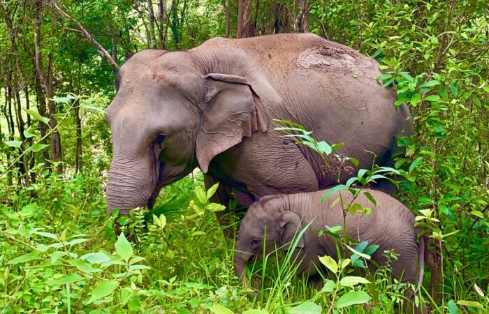 Elephant Eco Trails