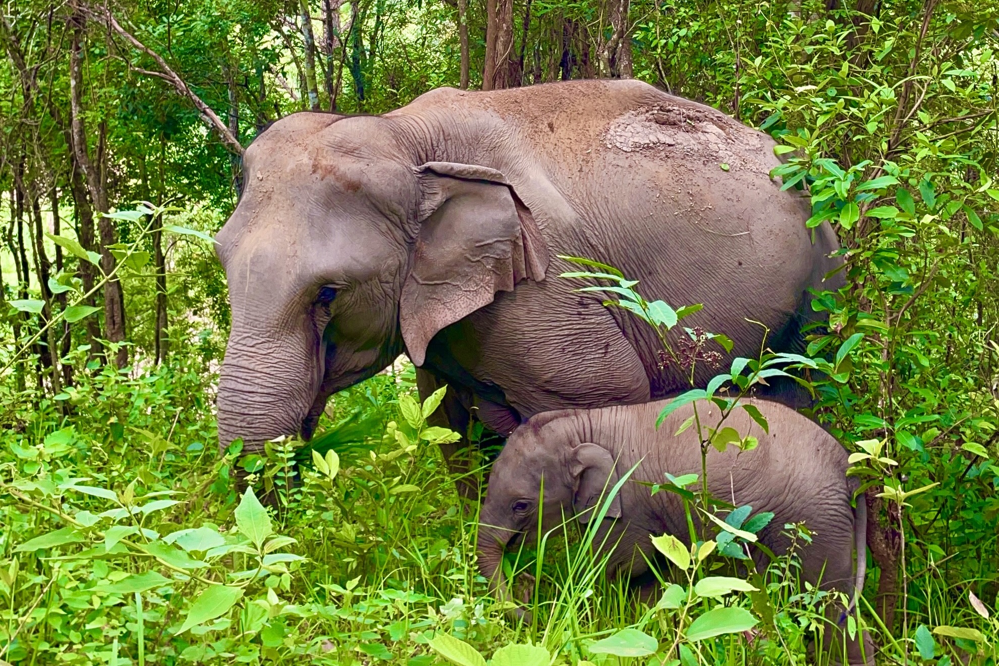 Elephant Eco Trails