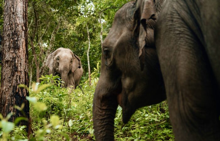 Elephant Eco Trails