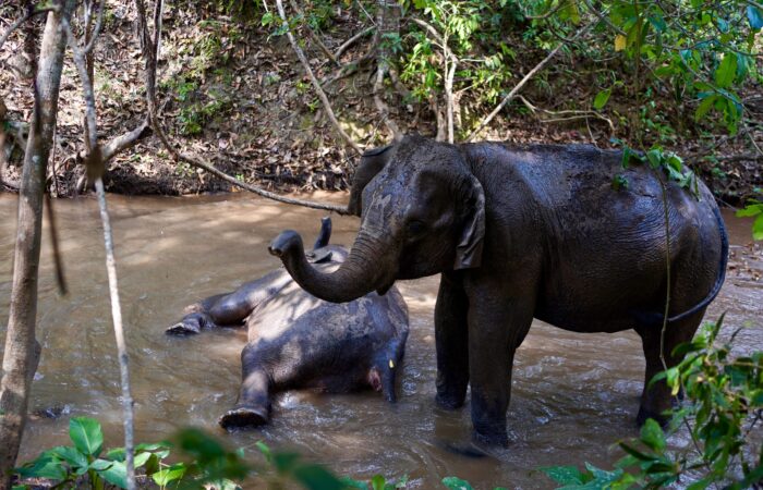 Elephant Eco Trails
