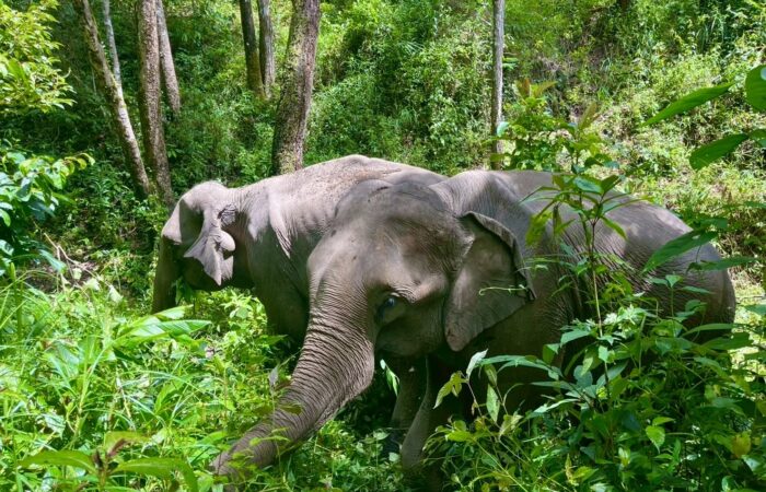 Elephant Eco Trails