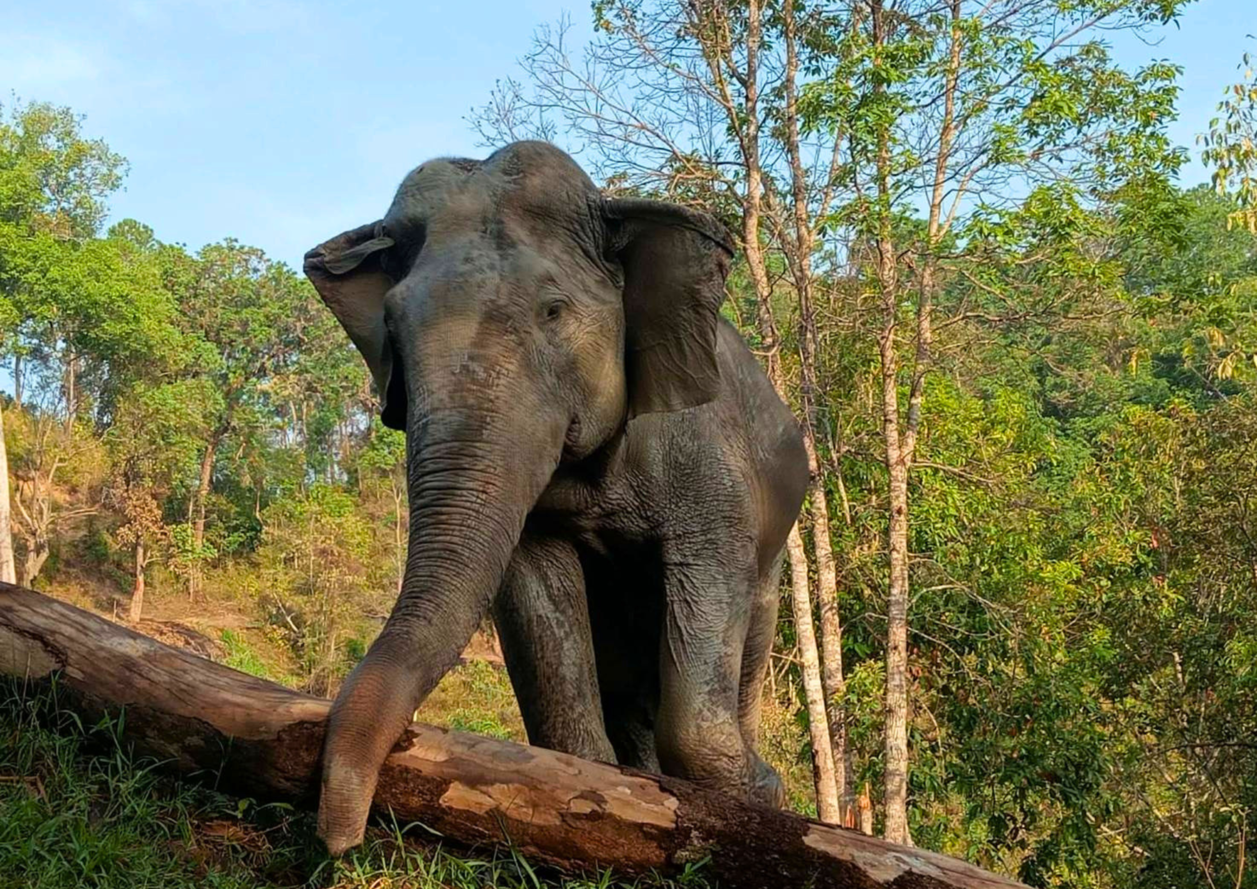 Plai Phusuk the elephant at Elephant Eco Trails