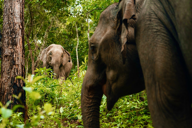 Two elephants liviing happily in the jungle